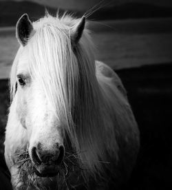 Horse on field against river