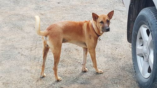 Dog lying down on car