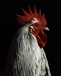 Close-up of rooster against black background