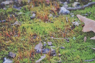 Close-up of plant growing on grassy field