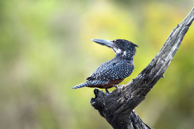 Close-up of bird perching on a branch