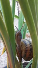 Close-up of snail on plant