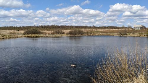 View of birds in lake against cloudy sky