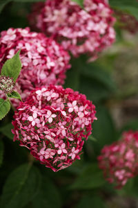Close-up of purple flowering plant