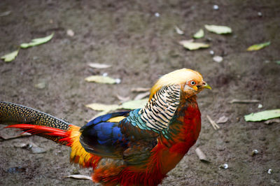 High angle view of parrot