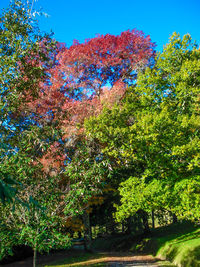 Low angle view of trees against clear blue sky