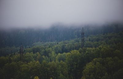 Scenic view of forest