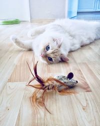 Portrait of a cat lying down on floor