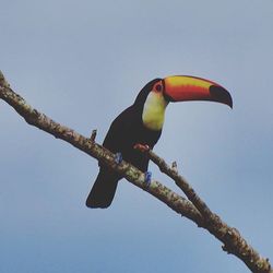 Low angle view of birds perching on tree