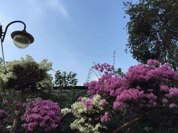 flower, freshness, growth, fragility, tree, pink color, beauty in nature, blooming, sky, petal, nature, low angle view, in bloom, blossom, plant, springtime, flower head, purple, blue, sunlight