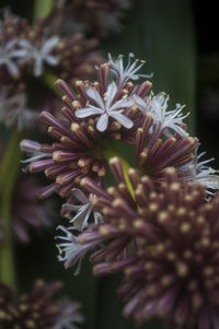 Close-up of flowers blooming outdoors