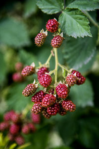 Bunch of blackberries hanging on the branch