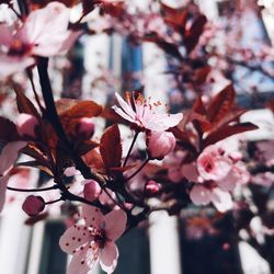 Close-up of pink cherry blossoms in spring