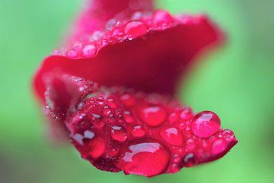 Close-up of wet red rose flower