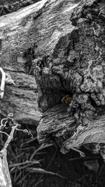 Close-up of lizard on tree trunk