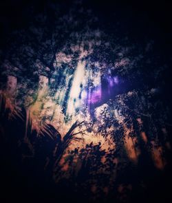 Low angle view of trees against sky at night