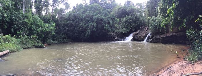 Scenic view of trees