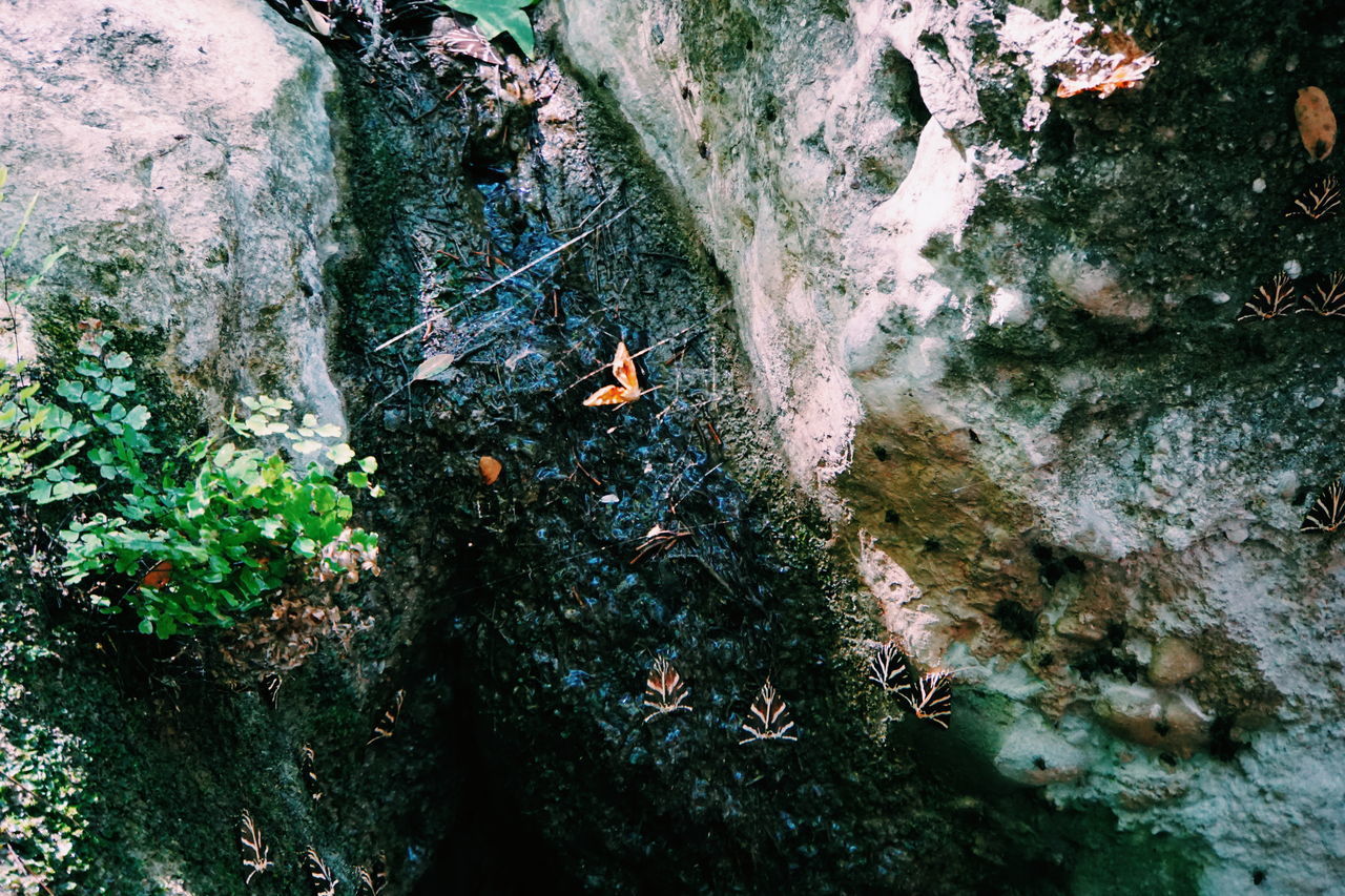 HIGH ANGLE VIEW OF MOSS GROWING ON ROCKS