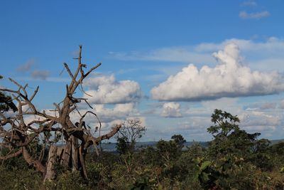 Plants growing on land against sky