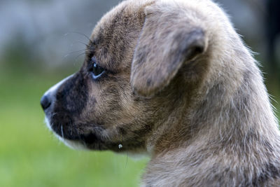 Close-up of dog looking away