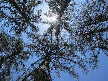 Low angle view of trees against sky