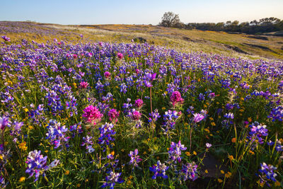 Spring flowers in north table mountain, california, usa