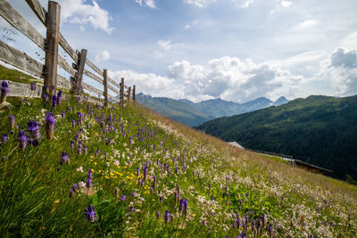 Purple flowering plants on field against sky