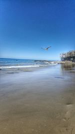 Bird flying over sea