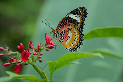 Close-up of butterfly pollinating on flower