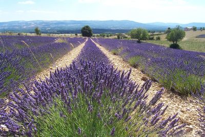 Purple flowers on field against sky