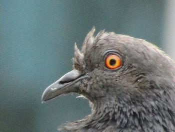 Close-up of a bird looking away