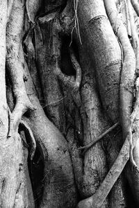 Full frame shot of tree trunk