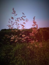 Close-up of flowering plants on field against sky