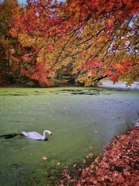 Autumn leaves on tree