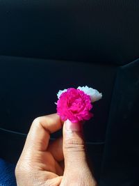 Close-up of hand holding pink rose flower