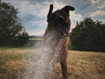 Dog on field against sky