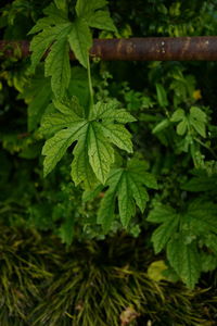 Close-up of leaves