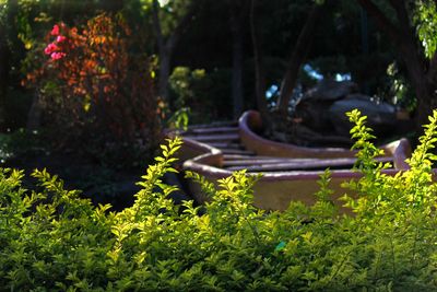 Close-up of plants in park