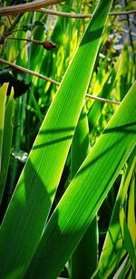Close-up of green leaves