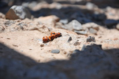 Close-up of insect on rock