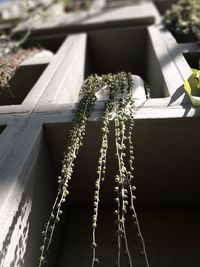 Close-up of plants