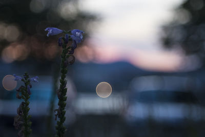 Close-up of plant against blurred background