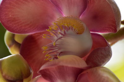 Close-up of red flowering plant