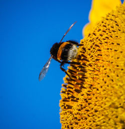 Close-up of bee on flower against clear sky