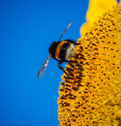 Close-up of bee on flower against clear sky