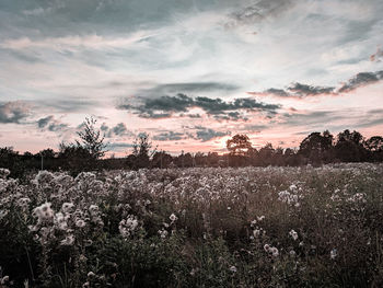 Scenic view of field against sky during sunset