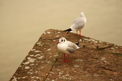 Seagull perching on a bird