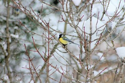 Close-up of bird perching on tree during winter