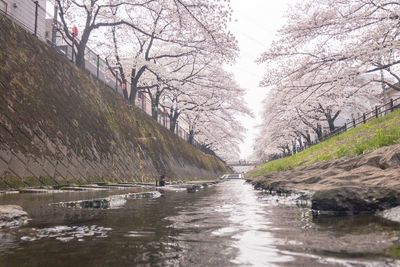 River amidst bare trees against sky