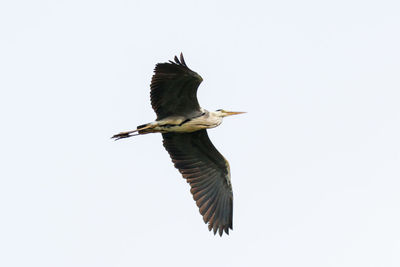 Low angle view of a bird flying